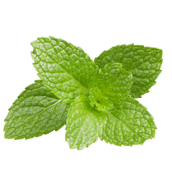 Peppermint Essential Oil